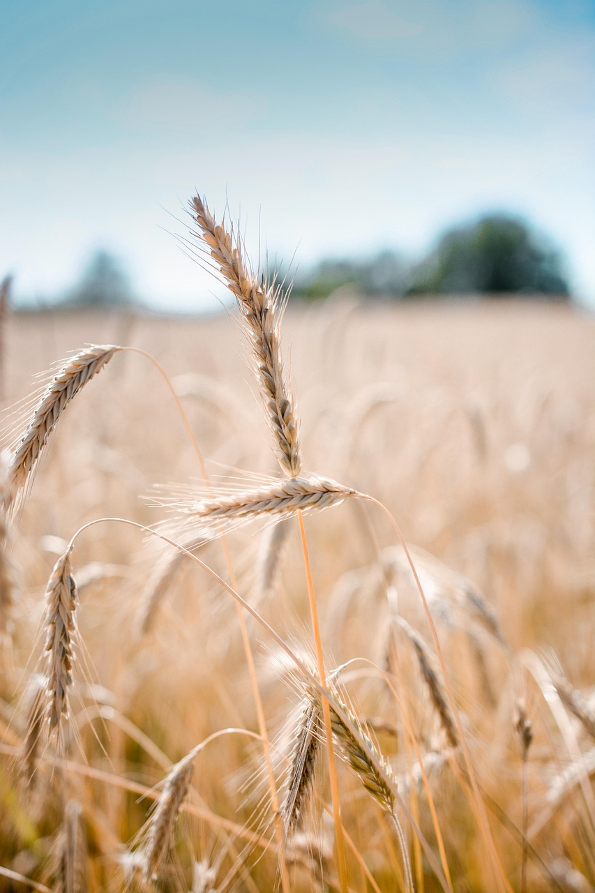 wheat, crop, field, barley, cereal grains, farm, plants, agriculture, countryside, rural, nature, summer, closeup